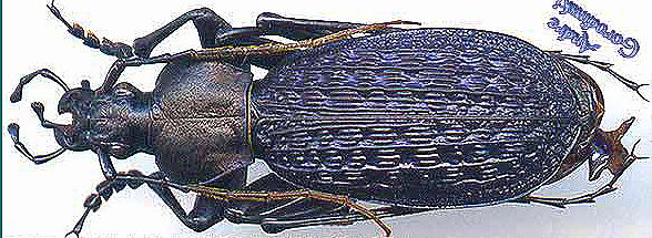http://www.gorodinski.ru/carabus/Apotomopterus arrowi trillobatus.jpg